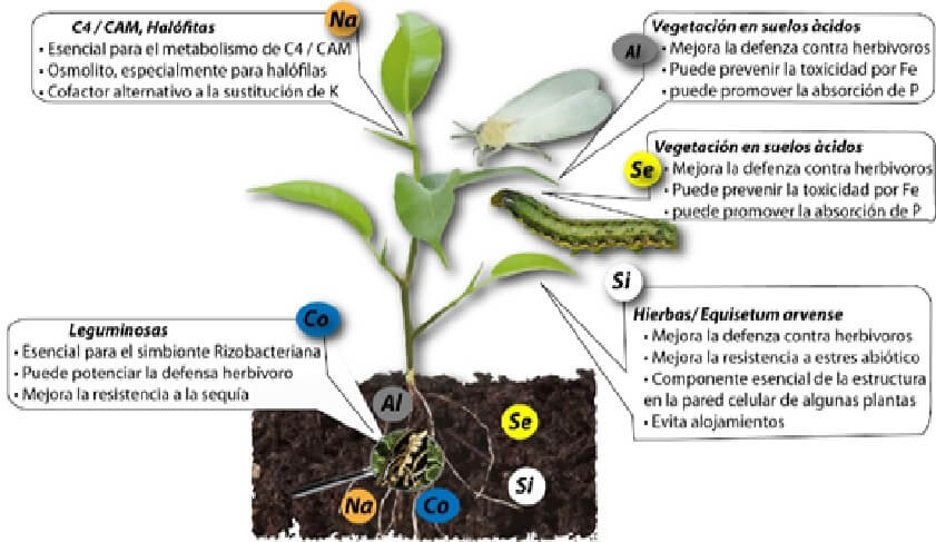 Los Elementos Benéficos Para Las Plantas | Intagri S.C.